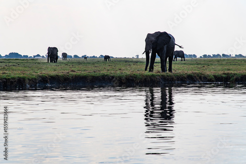 Photography African elephants on the grassland at the riverside in Chobe National Park
