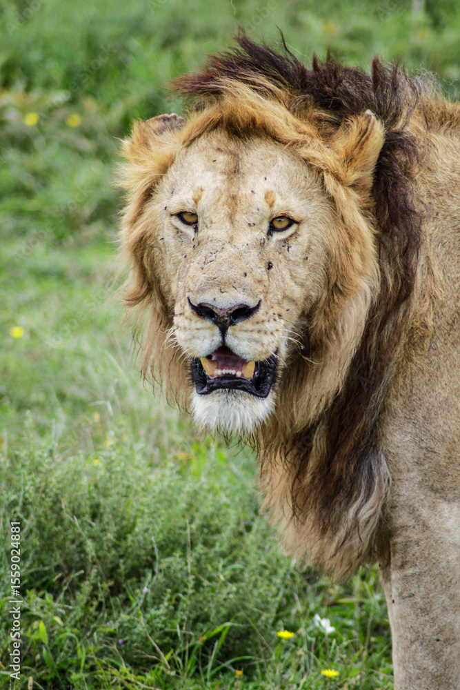 Obraz premium lion in the grass