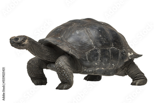 Wallpaper Mural Close up of a large tortoise against a black background. Torontodigital.ca