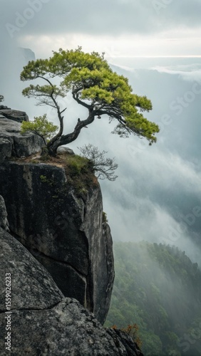 A lone tree clings to a rocky cliff edge overlooking a misty valley landscape