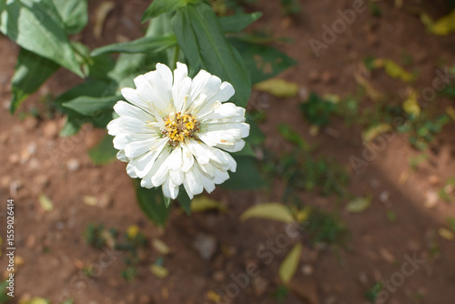 Beautiful white Zinnia Flower in Bloom – Macro Photography. Close-Up of a Fresh white Zinnia Flower with Petal Details. Elegant white Zinnia Flower Isolated in Nature. Bright white Zinnia Blossom