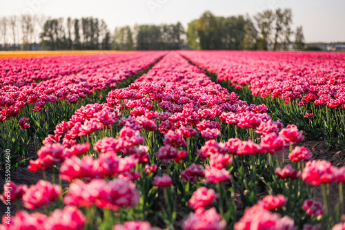 Wallpaper Mural Colorful Tulip Fields in the Netherlands Torontodigital.ca