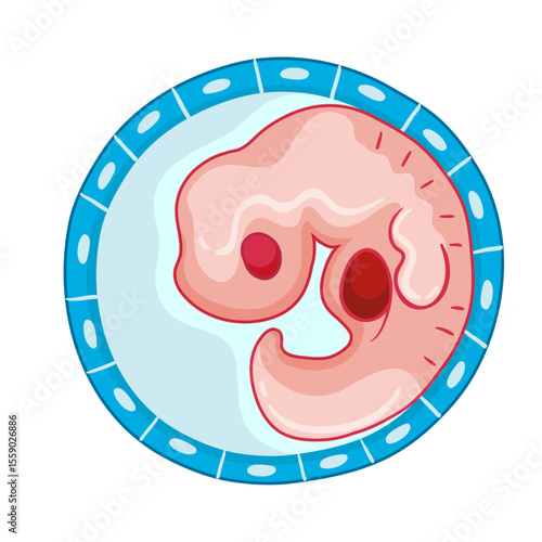 Early Embryo in the Petri Dish: An early-stage embryo resides within a laboratory petri dish, representing the nascent stages of life. A scientific illustration, highlighting the initial growth.