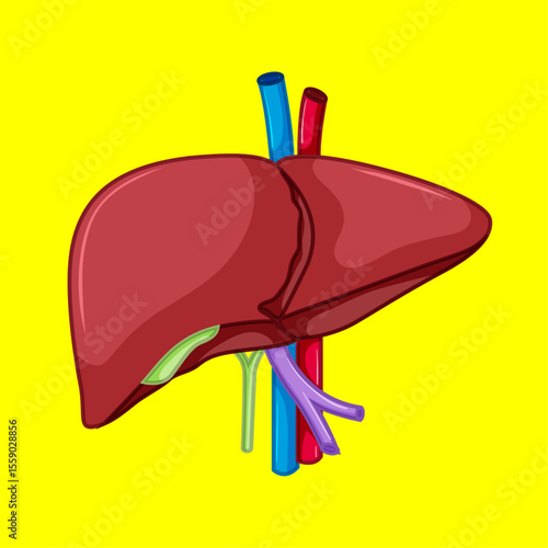 Human Liver Anatomy: a graphic illustration highlighting the internal structure and intricate network of the human liver, conveying a clear visual representation for medical and educational purposes.