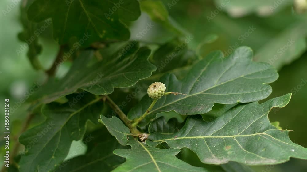 Growing ripening green acorn on branch of summer oak tree with lush foliage Growing ripening green acorn on branch of summer oak tree with lush foliage