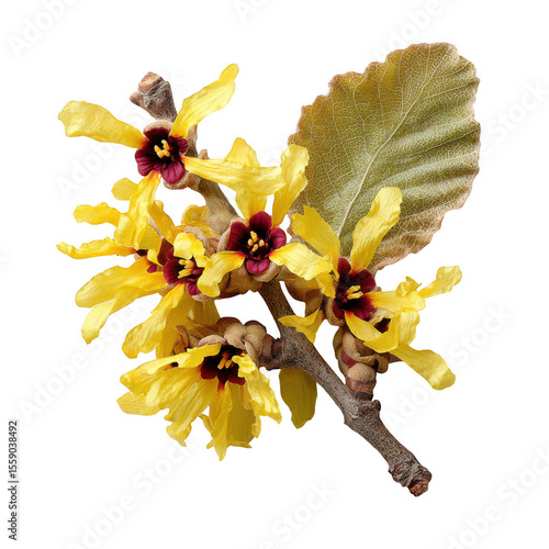 Vibrant yellow witch hazel flowers with dark red centers and textured leaf isolated on transparent background