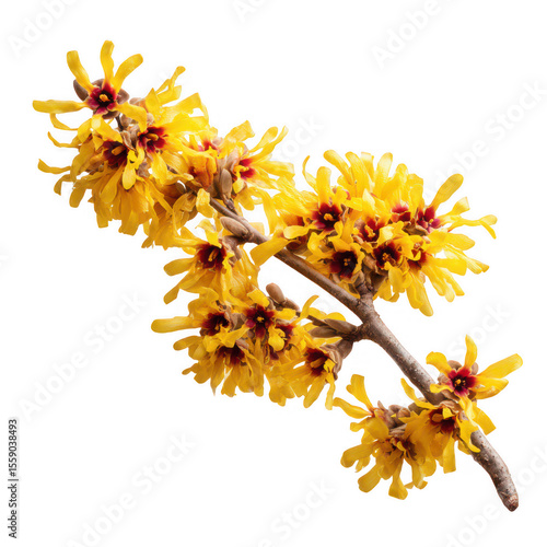 Vibrant yellow witch hazel flowers branch isolated on transparent background
