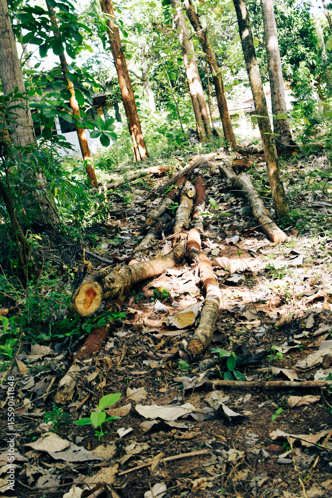 Fototapeta premium Massive Trees Being Cut Down – Shocking Look at Deforestation and Forest Destruction. Cutting Down Large Trees – The Alarming Reality of Global Deforestation. Why Are So Many Trees Being Cut Down?