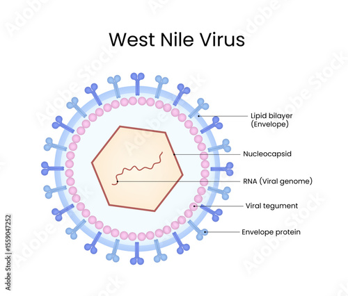 Structural Representation of West Nile Virus