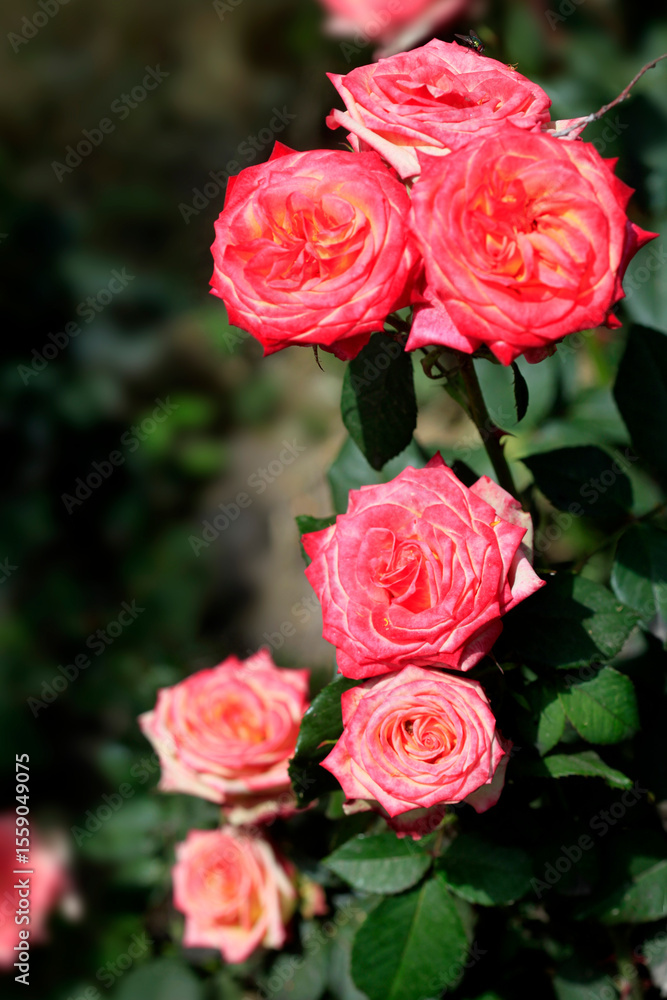Colorful rose on nature background Colorful rose on nature background