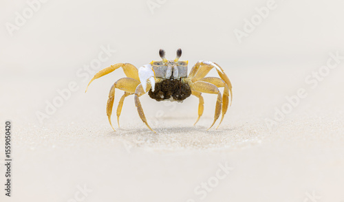 Ghost crab protecting its eggs on the beach