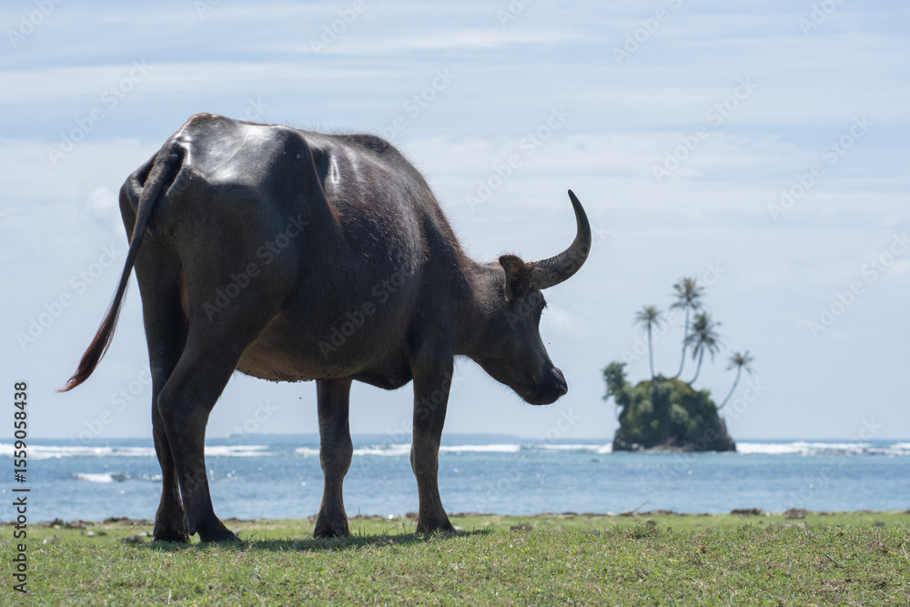 Obraz premium An Asian buffalo or water buffalo are eating grass on the beach. A water buffalo or Indian buffalo playing and eating fresh grass