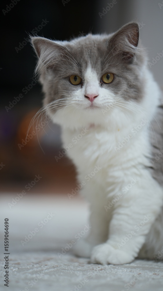 Obraz premium Kitten lying on a rug