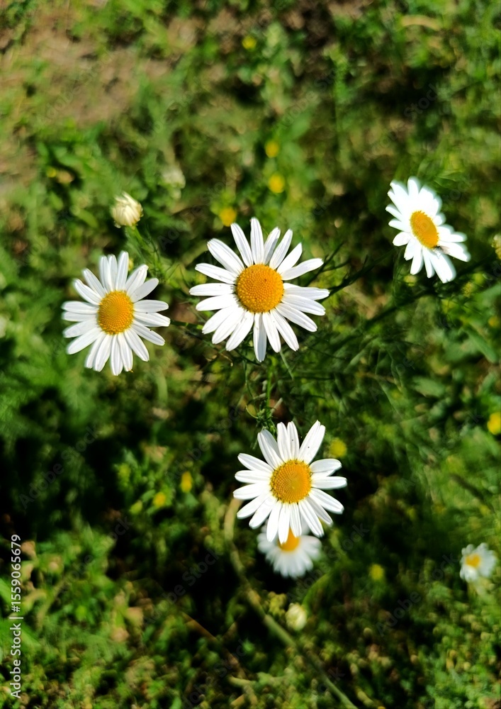 Fototapeta premium daisies in a garden