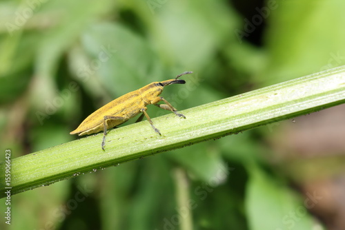 Tableau sur toile Yellow Lixus weevil on a stem