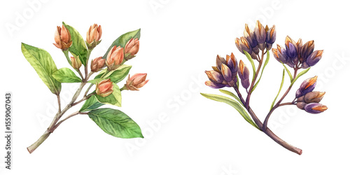 cloves watercolor vector illustration
