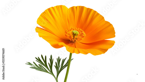 Wallpaper Mural Single California Poppy Flower with Stem and Leaves, Isolated on Transparent Background Torontodigital.ca