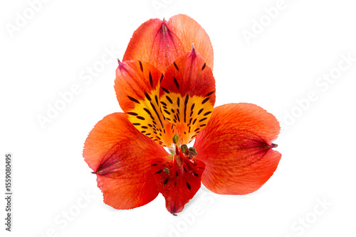 Isolated on white background Beautiful red Alstroemeria flower showcasing delicate petals
