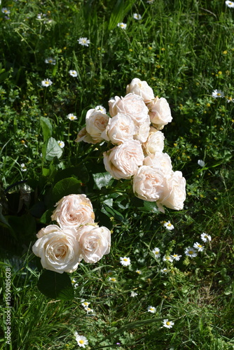 White Garden Roses in Outdoor Greenery