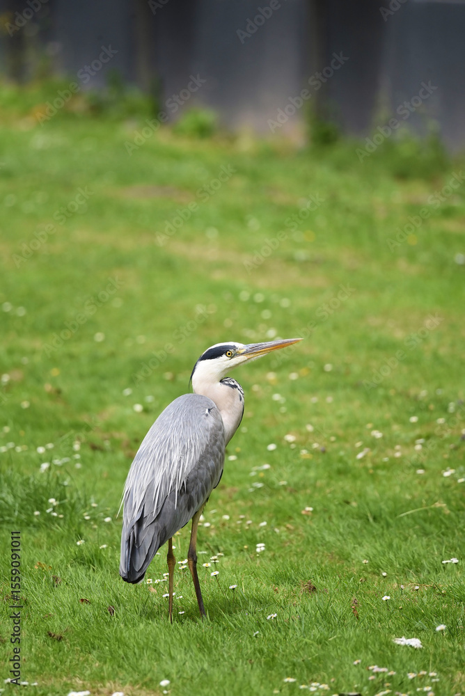 Fototapeta premium A vertical shot of a grey heron bird, Ardea cinerea, with neck pulled in and shoulders hunched, standing on a grass field.