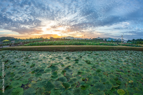 Beautiful lotus with green leaves in the pond. A close-up of a beautiful water lily plant in the water in the pond on a summer day.