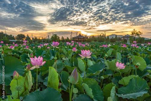 Beautiful lotus with green leaves in the pond. A close-up of a beautiful water lily plant in the water in the pond on a summer day.