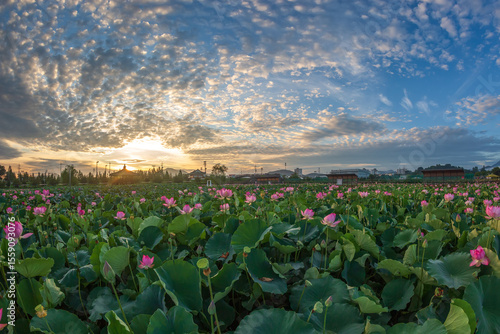 Beautiful lotus with green leaves in the pond. A close-up of a beautiful water lily plant in the water in the pond on a summer day.