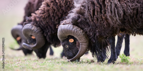 A herd of black ouessant rams with large curved horns grazes in a green pasture. The focus is on the sheep in the foreground, highlighting its dark wool and striking orange eye as it eats grass.