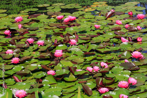 Beautiful lotus with green leaves in the pond. A close-up of a beautiful water lily plant in the water in the pond on a summer day.