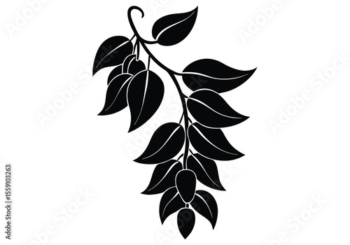 jade vine silhouette flower on white background