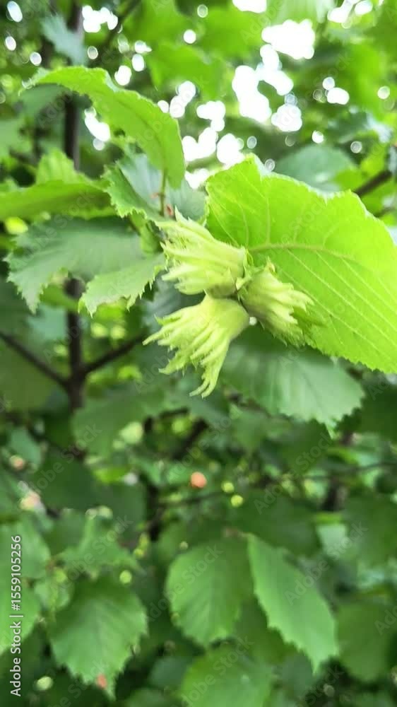 Exploring hazelnut tree growth in a lush garden during summer months Exploring hazelnut tree growth in a lush garden during summer months