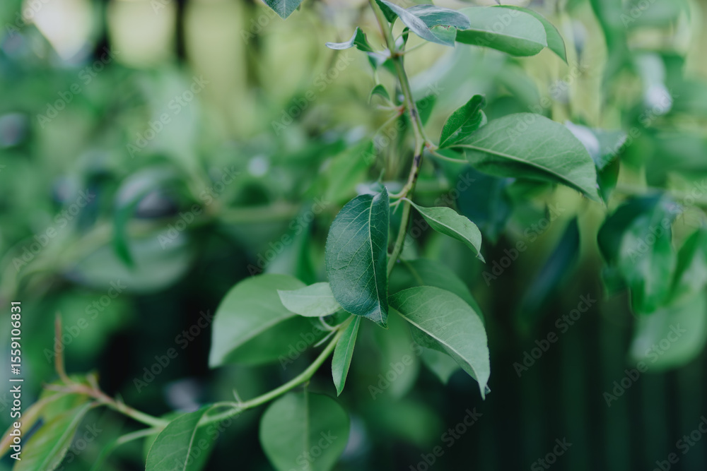Obraz premium Vibrant garden plants including raspberries, clover and flowers thrive under care. Showcases natural beauty and gardening passion in organic outdoor spaces