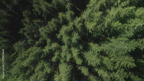 Green pine tree coniferous forest aerial top down view. Dramatic nature background. Travel destination. Beautiful wild landscape. Summer vacation, outdoor tourism. Cinematic drone 4k shot