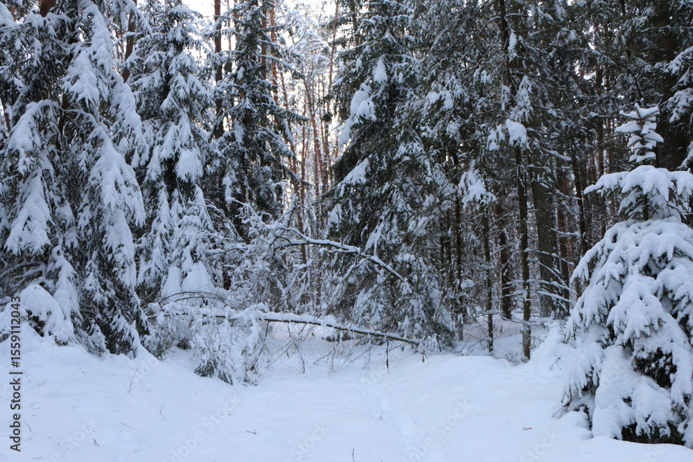 Fototapeta premium snow covered trees