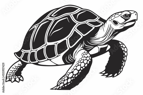 gal pagos tortoise sihouette black vector