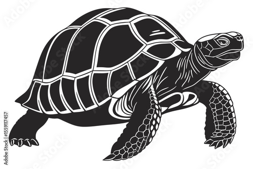 gal pagos tortoise sihouette black vector