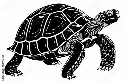 gal pagos tortoise sihouette black vector