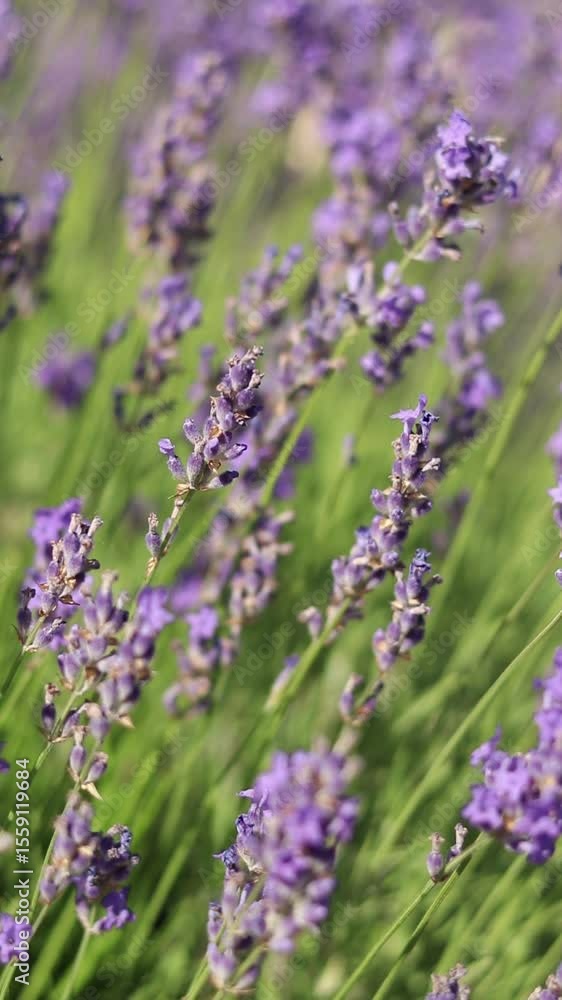 Vertical video of lavender blooming. Lavender flowers close-up with selective focus. Beautiful summer lavender wildflowers on farm fields. Park. Lavender bushes, nature background. Garden aromatherapy Vertical video of lavender blooming. Lavender flowers close-up with selective focus. Beautiful summer lavender wildflowers on farm fields. Park. Lavender bushes, nature background. Garden aromatherapy