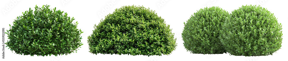 Obraz premium PNG Lush green bushy plants, element set on transparent background