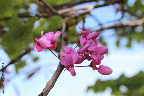 Close up of branches Cercis siliquastrum or Juda tree with lush pink flowers. blossoms of Cercis siliquastrum (Judas tree) in spring. Beautiful floral background

