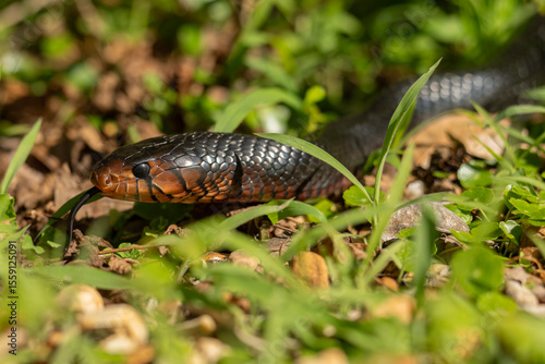 Tablou pe pânză An endangered Eastern Indigo Snake, native to Florida, crawling through grass