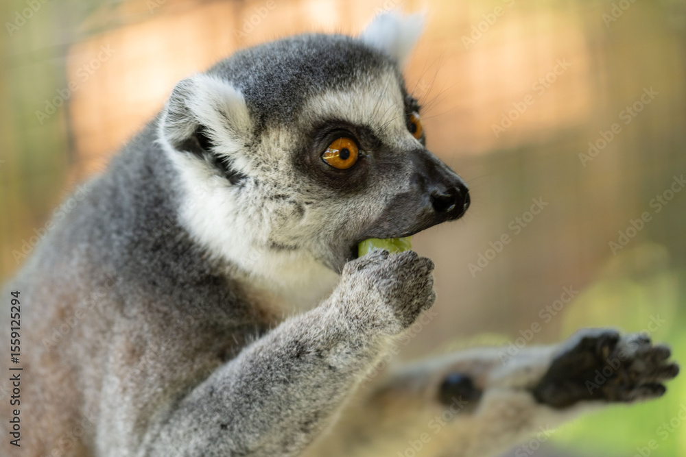 Obraz premium ring tailed lemur eating on branch