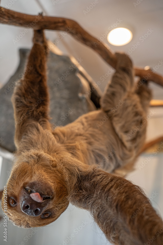 Obraz premium two toed sloth climbing on branch