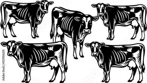 Illustration of five black and white dairy cows in various poses on a white background art design