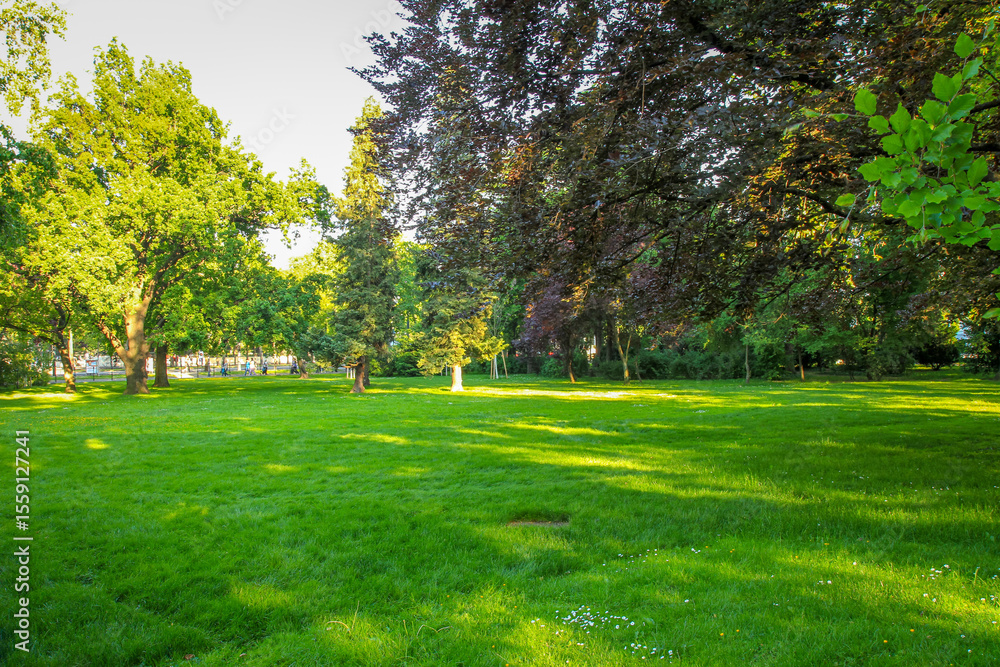 Obraz premium Green summer park landscape with trees and sunlight.