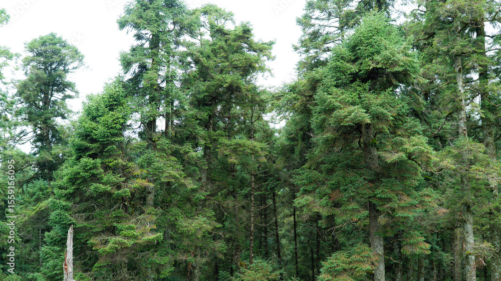 Fototapeta premium Lush forest landscape in Hidalgo, central Mexico, with rich green foliage and a serene natural atmosphere captured on a moody day.
