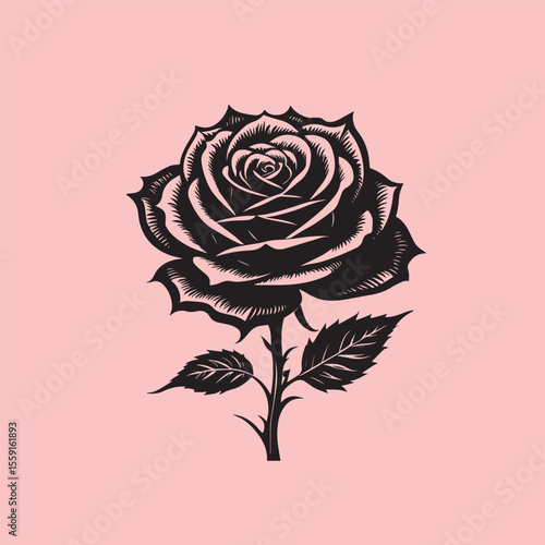 Rose flower vector illustration
