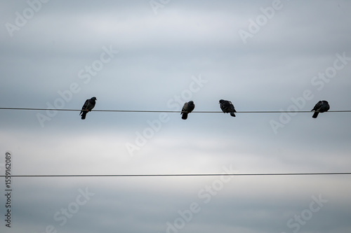 A few birds sit on a power line
