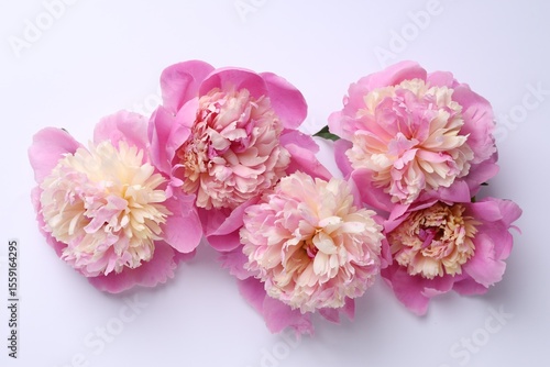 Beautiful peonies on white background, flat lay
