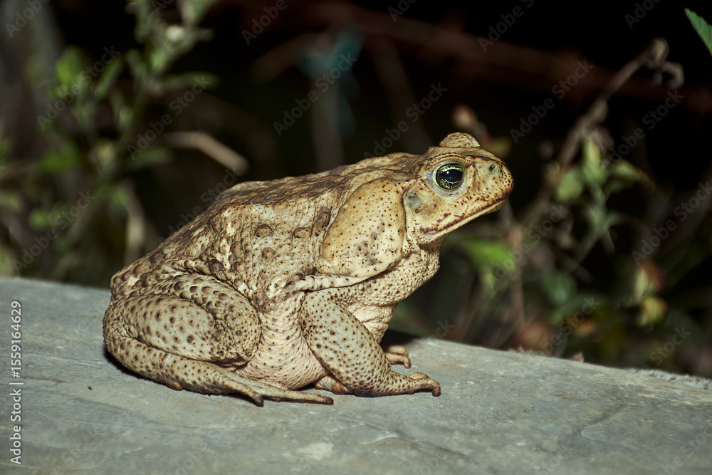 Fototapeta premium Close-Up Toad Textured Skin & Reflective Gaze